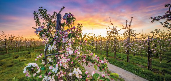 Altes Land zur Apfelblüte © powell83 - stock.adobe.com